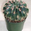 ferocactus_macrodiscus